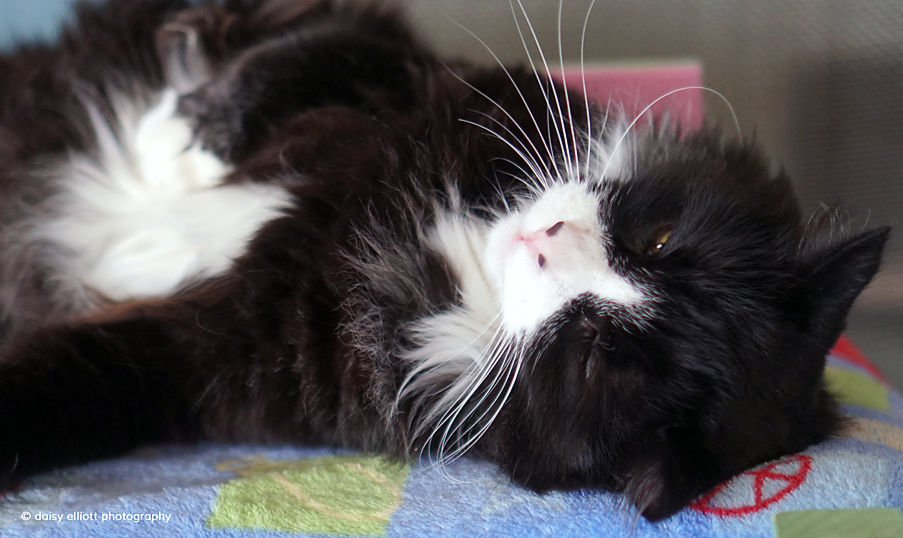 Adopt a friend: Duncan